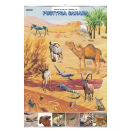 Pustynia Sahara ? zwierzęta w środowisku