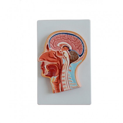 anatomiczny model przekroju głowy człowieka