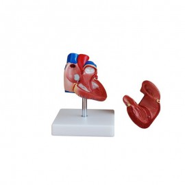 rozkładany model serca
