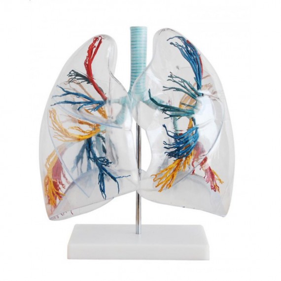 anatomiczny model płuc