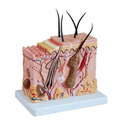anatomiczny model skóry w powiększeniu
