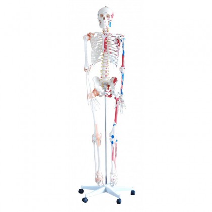 Szkielet człowieka z mięśniami i wiązadłami