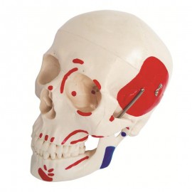 model czaszki z zaznaczonymi mięśniami