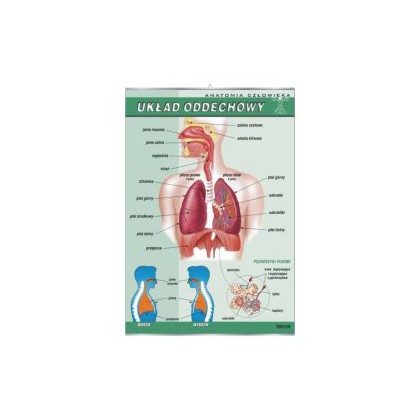 Układ oddechowy człowieka - plansza dydaktyczna