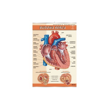 Budowa serca - plansza dydaktyczna