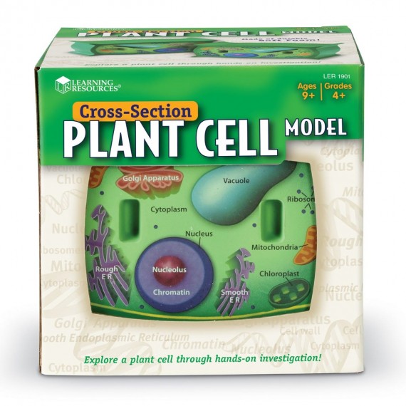 Model komórki roślinnej z pianki
