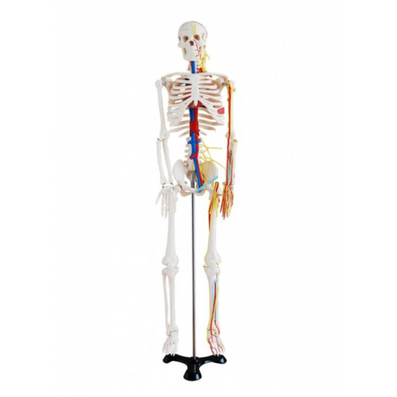 Szkielet z nerwami i naczyniami krwionośnymi - 85 cm