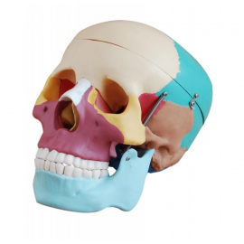 Kolorowy model czaszki człowieka - realny rozmiar