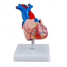Model serca - rozmiar rzeczywisty